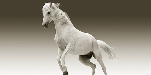 梦见骑着马奔跑预示什么？周公解梦梦到骑马奔跑是什么意思？