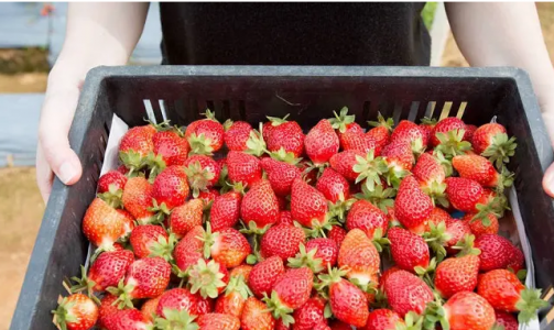 梦见摘草莓有什么征兆？孕妇梦见摘草莓预示什么？